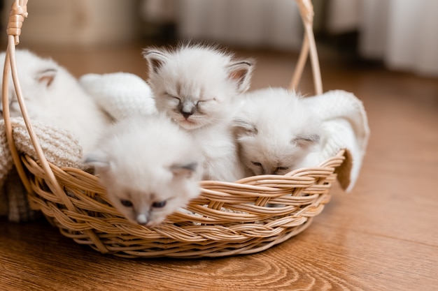 Closeup of a British shorthair kittens of silver color sleeping in a wicker basket Pedigree pet