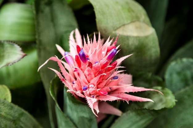 Closeup of Bromeliad flower tropical plant Concept of ecology and environmental care