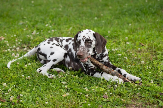 A closeup of a Brown dalmatian puppy biting stick on green grass A dog on grass playing with and chewing a stickDog breed lying on the lawn biting a stick