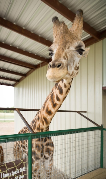 Closeup of Brown Giraffe in the zoo