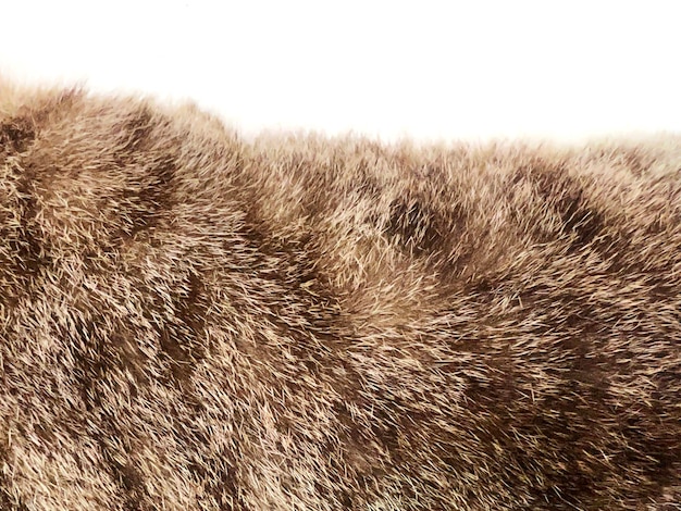 Closeup of brown hair on cat Pets and hair loss problems concept