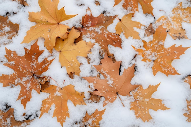 Closeup of brown leaves covered in snow