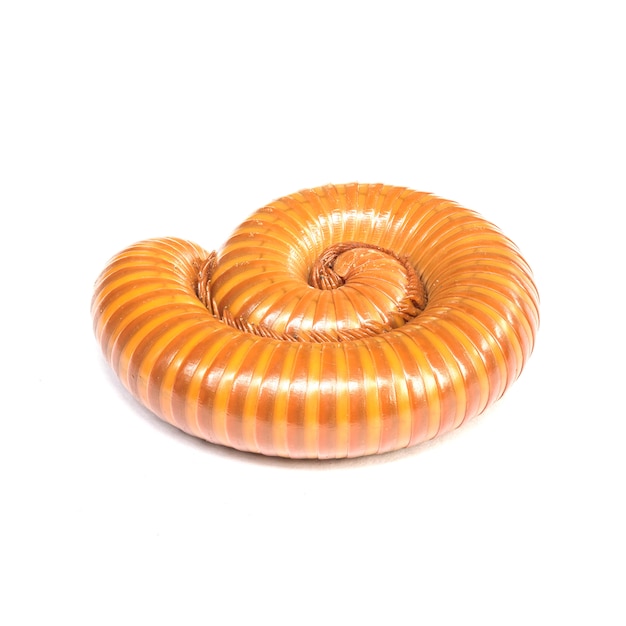 Closeup brown millipede rolling at the floor isolated on white background with clipping path without shadow