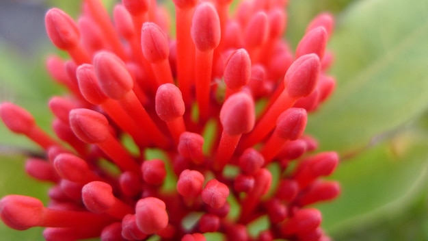 Closeup bud fresh red flower buds