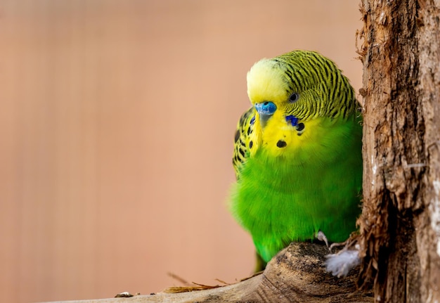 closeup of a budgerigar Melopsittacus undulatus clinging to a tree isolated