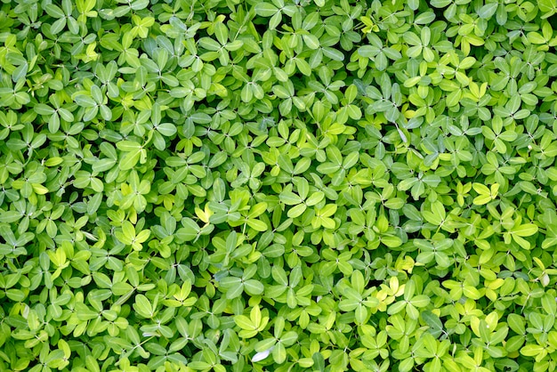 Closeup of bunch of green leaves, on the floor