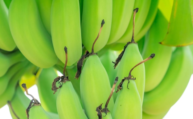 Closeup bunch of raw green cultivated bananas in the banana garden Cultivated banana plantation