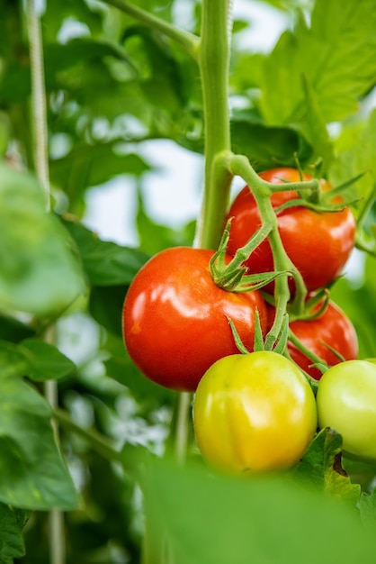 Closeup bunch of ripe and unripe tomatoes in a greenhouse