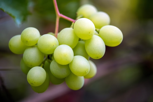 Closeup of bunches of ripe wine grapes on vine