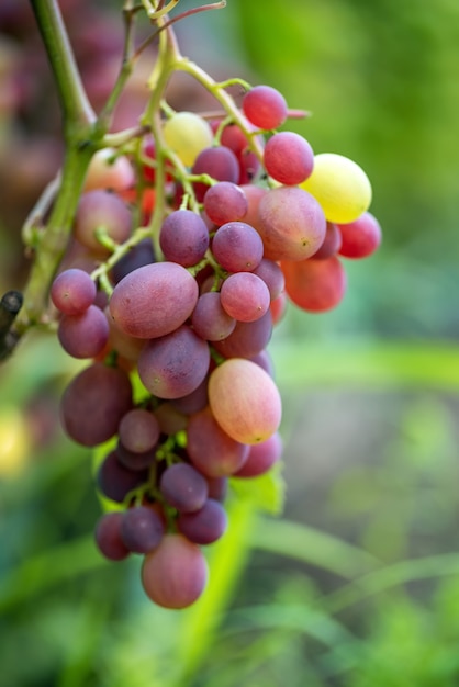 Closeup of bunches of ripe wine grapes on vine