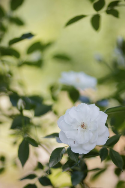 Closeup bush white rose flower in the garden Wonderful white rose flower blooming on bush in the sunset garden