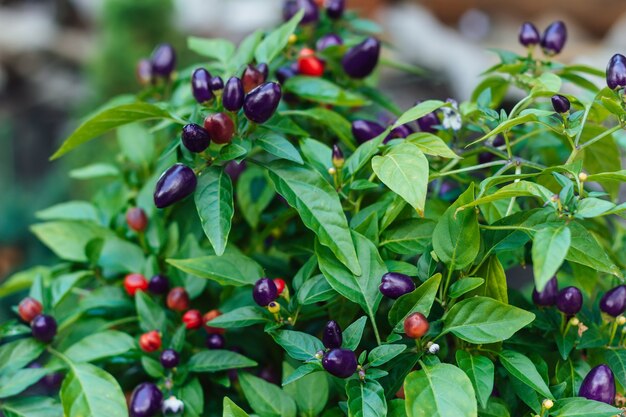 Closeup of a bush with green leaves and mini peppers of different colors purple and red