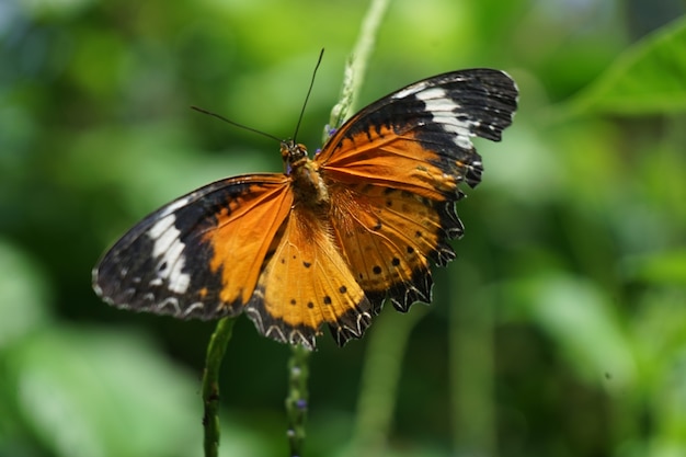 Closeup butterfly on flower