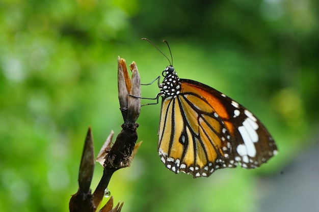 Closeup butterfly on flower