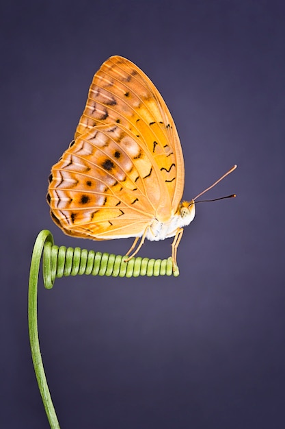 Closeup butterfly on spiral