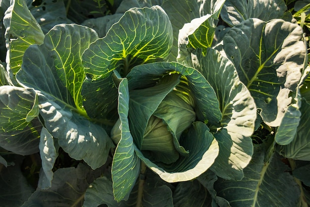 Closeup of cabbage leaves cob cabbage plantations agriculture