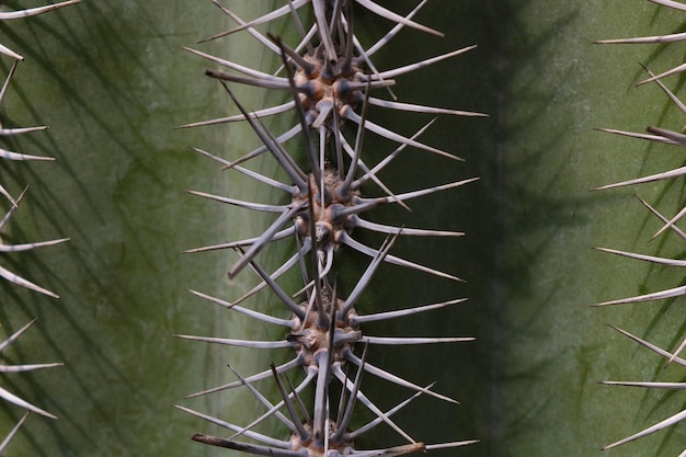 Closeup of the cactus needles the texture of the plant the background