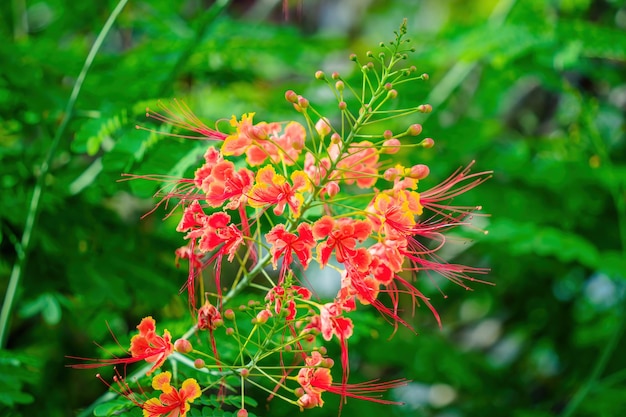 Closeup Caesalpinia pulcherrima flowers known as Pride of Barbados Red Bird of Paradise Dwarf Poinciana Peacock Flower and flamboyandejardin blossom on branches with nature blurred background