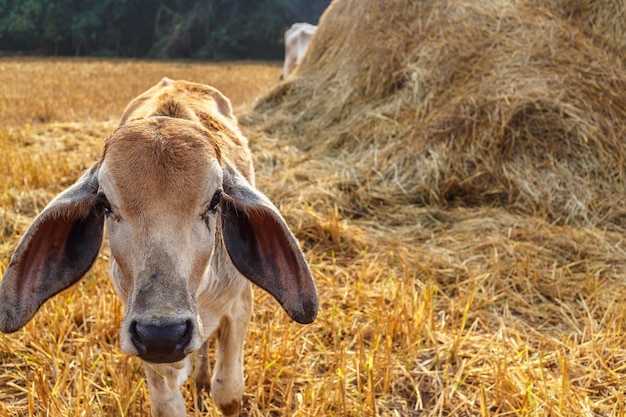 Closeup of a calf in the meadow