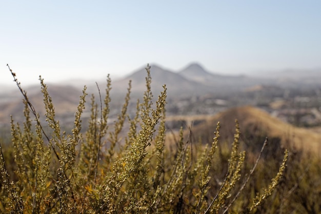 Closeup of a California sagebrush with hills in the background