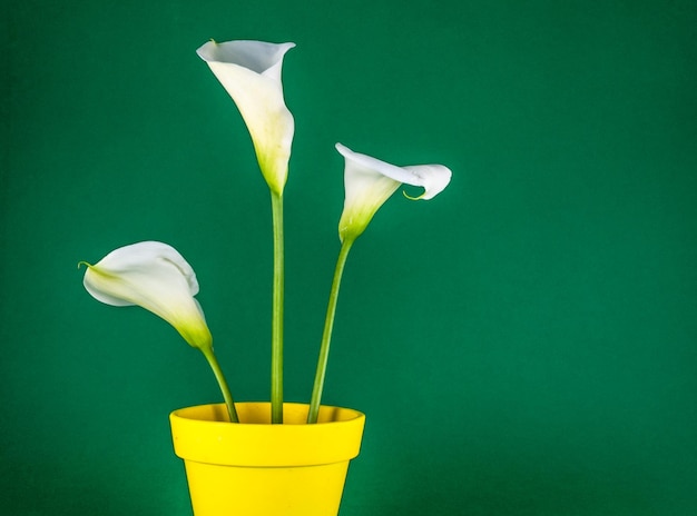 Closeup of calla lillies on colored background