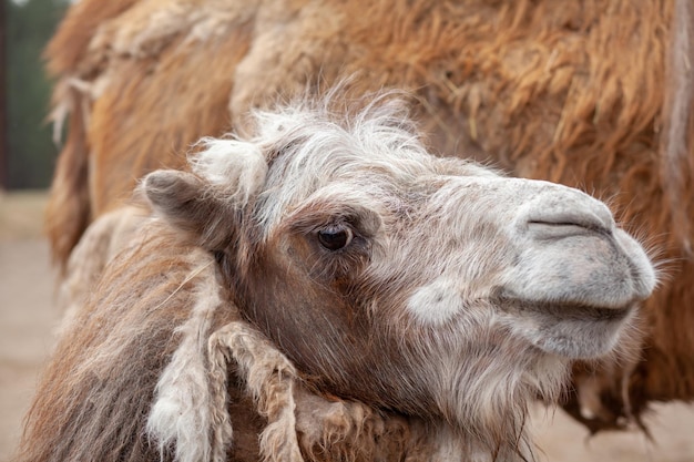 Closeup of a camel's head Camels at the animal farm