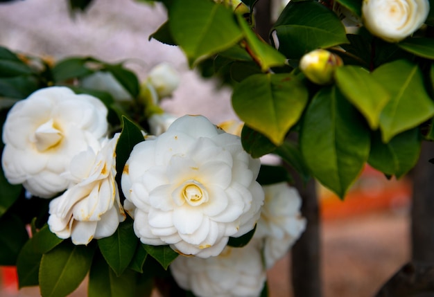 Closeup of Camellia Japonica flower tea flower tsubaki in white petal with yellow stamens