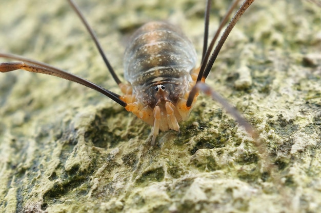 Closeup on Canestrinii's harvestman, Opilio canestrinii, sitting