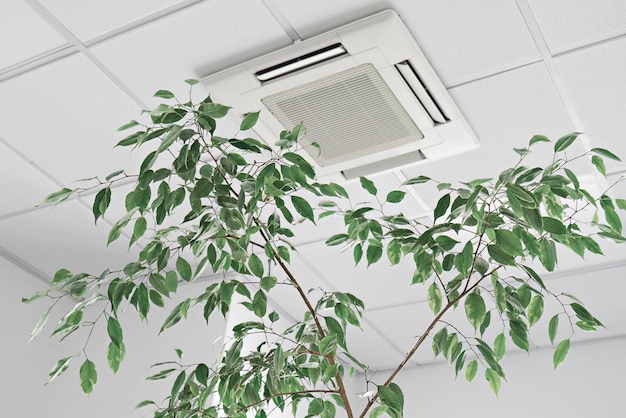 Closeup cassette Air Conditioner on ceiling in modern light office or apartment with green ficus plant leaves Indoor air quality