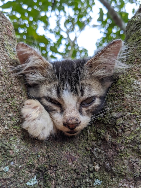 Closeup of cat face on the tree