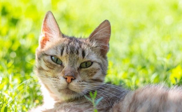 Closeup of a cat with green eyes lies in the grass Curious cat looks around on the street closeup