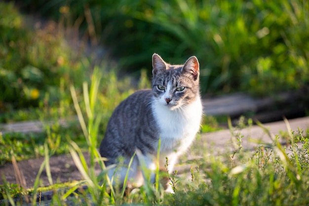 Closeup of a cat with green eyes lies in the grass Funny beautiful cat poses for the camera on a summer sunny day