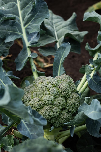 Closeup of a cauliflower plant outdoors in the garden cauliflower leaves