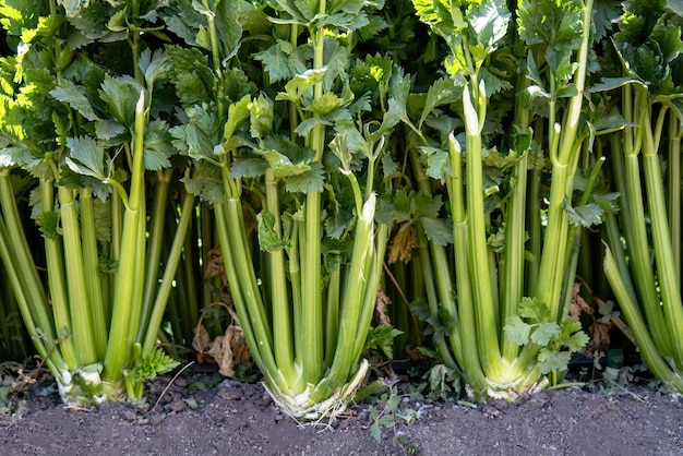 Closeup of celery plantation growing in vegetable garden or vegetable garden