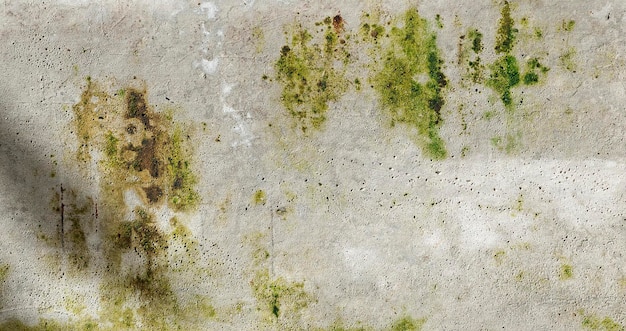 Closeup cement wall with moss