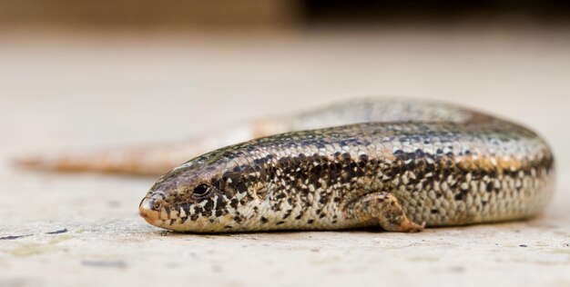 Closeup of a Chalcides ocellatus on the ground in Malta with a blurry background