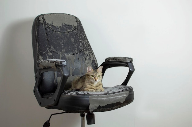 Closeup of charming cat's face lying on scratched damaged black leather chair Kitten is lying on ruined chair Pet spoils furniture in house with its claws