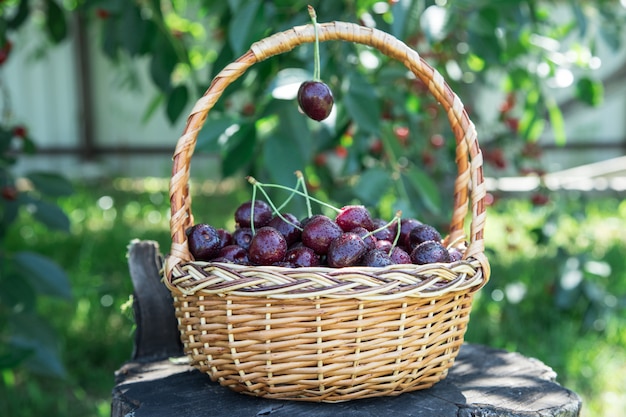 Closeup of cherries in a basket. basket with picked cherries