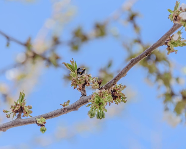 Closeup of cherry blossoms on blue sky background