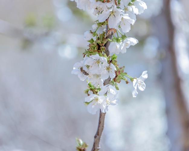 Closeup of cherry blossoms on blue sky background