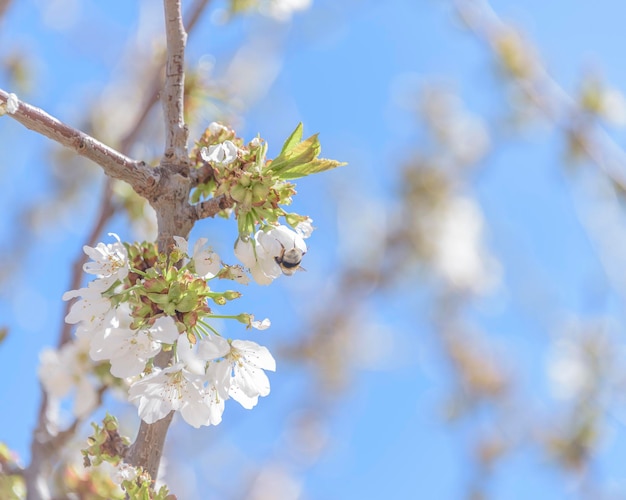 Closeup of cherry blossoms on blue sky background