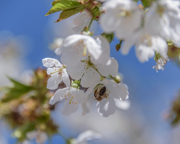 Closeup of cherry blossoms on blue sky background