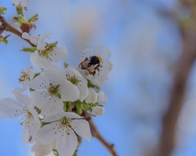 Closeup of cherry blossoms on blue sky background