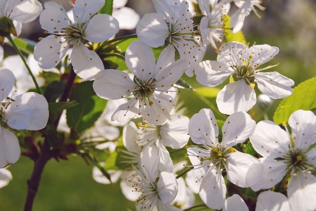 Closeup of cherry tree branch blossoming in spring