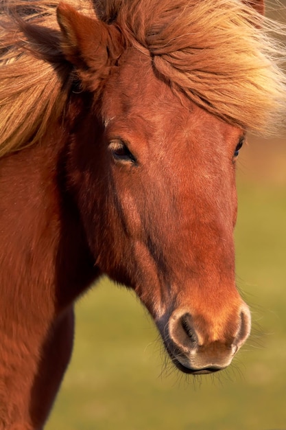 Closeup of a chestnut horse with a shiny and soft brown coat and mane outdoors Face with forehead and muzzle of a tame stallion or mare grazing on grassland in the countryside on a ranch in the sun