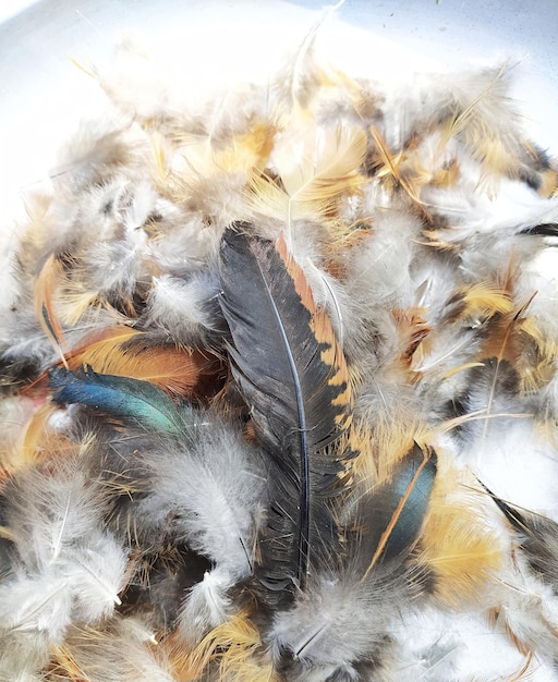 Closeup chicken feather texture for background free images