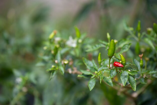 Closeup of Chilli in garden. 