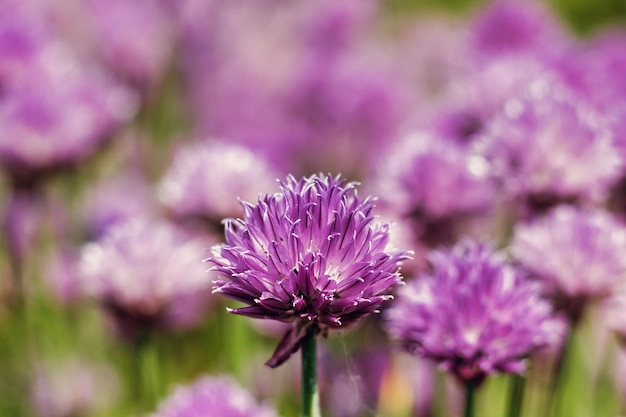 Closeup of Chives flowers, Allium schoenoprasum.