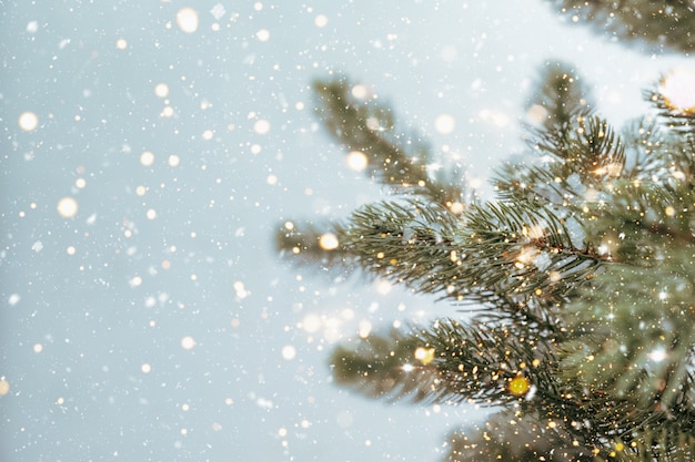 Closeup of Christmas tree with sparkling light