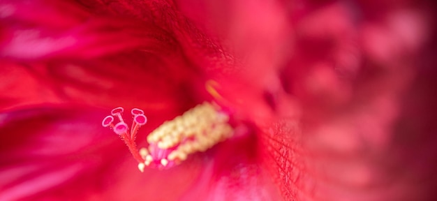 Closeup of chrysanthemum blooming in autumn. Beautiful flower blossoming in macro closeup